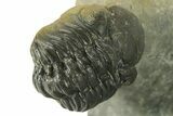 Two Multi-Toned Austerops Trilobite Fossils - Ofaten, Morocco #384228-1